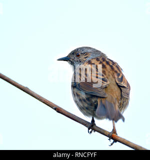 Dunnock/Hedge Sparrow (Phasianus colchicus) Stockfoto