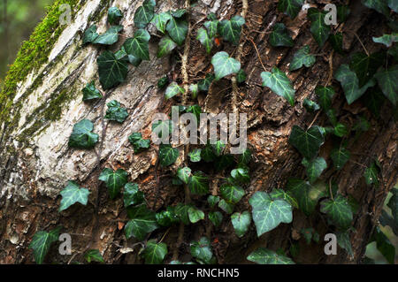 Wunderschöne, wilde Efeu auf Baumrinde im Wald Stockfoto