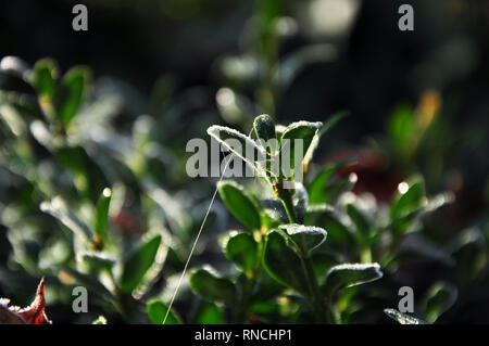 Grüne Blätter mit Raureif und Eis Stockfoto