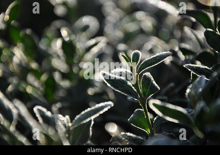 Grüne Blätter mit Raureif und Eis Stockfoto