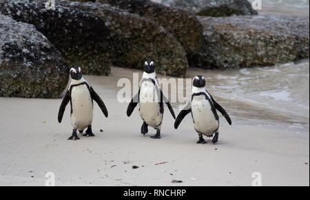 Drei afrikanischen Pinguine Spheniscus demersus am Boulders Beach in der Nähe von Kapstadt Südafrika zurück aus dem Ozean Stockfoto