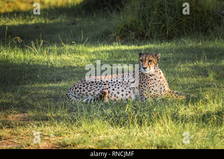Gepard in ein grünes Gras, Südafrika Stockfoto