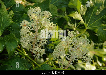 Fatsia japonica. Weiße Blütentrauben des Rizinus im Dezember, Großbritannien Stockfoto