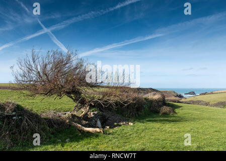 Eine verdrehte verkümmerten Baum, der aus einem Zerbröckelnden alten Hecke in Bereichen, die zu der einsamen Bucht Porth Cornwalll Mear an der Nord Küste. Stockfoto