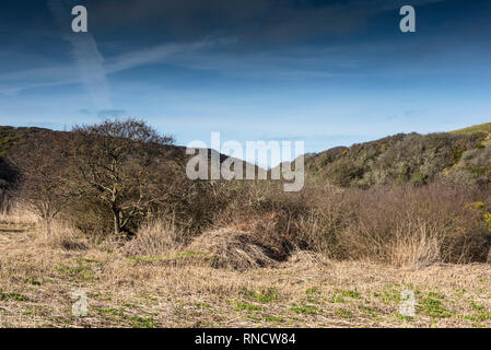 Ein reed Bett Phragmites australis, zurück geschnitten wurde frisches Wachstum in den versteckten Tal hinunter zum abgeschiedenen Porth Mear Cove auf Zu fördern Stockfoto