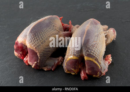 Zwei gerupft und vorbereitet ungekocht woodpigeons fotografiert auf einem dunklen, Schiefer Hintergrund. Die woodpigeon, Columba Palumbus, ist einer der wichtigsten Comm in Großbritannien Stockfoto