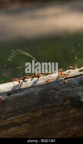 Eine Waldameise, Formica Rufa, sprühen Ameisensäure. Die Ameisen sind in der Lage, säure Sprühen aus Räuber abzuwehren. Sie sind auch als südliche Waldameisen bekannt Stockfoto