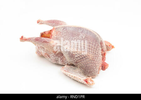 Eine gezupfte und vorbereitet woodpigeon auf weißem Hintergrund fotografiert. Die woodpigeon, Columba Palumbus, ist eine der häufigsten Vögel in Großbritannien mit Stockfoto