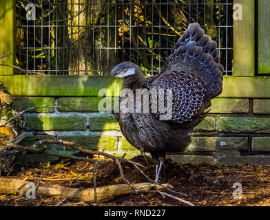 Schöne malaiische Peacock Fasan, tropischen Vögeln aus Asien, bedrohte Tierart, das mit anfälligen Status Stockfoto