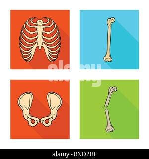 Rippe, hip, Bruch, Cage, gebrochen, gemeinsame, Schmerzen, Kalzium, Femur, Gelenke, Muskel, Chirurgie, Bein, Röntgen, Fibel, Becken, Bias, Körper, Shin, Verletzungen, Wirbelsäule, Schienbein, gesund, Bindegewebe, Brustbein, Skelettmuskulatur, Brustbein, Faser, wissenschaftliche, Knochen, Skelett, Anatomie, menschliche, Organe, Medizin, Medizin, Klinik, Biologie, Set, Vector, Icon, Illustration, isoliert, Sammlung, Design, Element, Grafik, Zeichen, flach, Schatten, Vektor, Vektoren, Stock Vektor