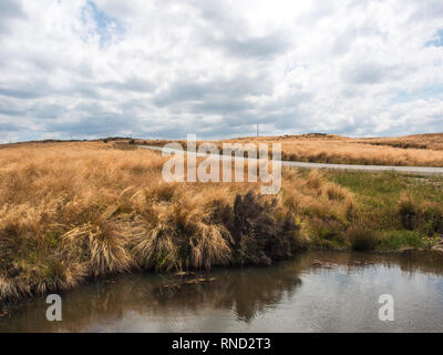Teich neben entsiegelt Schotterstraße, tussock Land auf Ngamatea Station, Inland Mokai Patea, Central North Island, Neuseeland Stockfoto