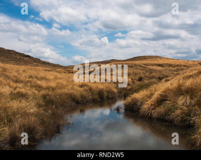 Teich in Rolling Hills, tussock Land im Sommer auf Ngamatea Station, Inland Mokai Patea, Central North Island, Neuseeland Stockfoto