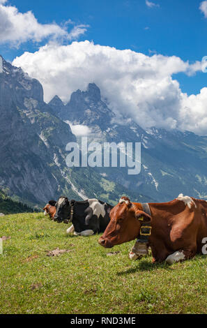 Rinderbestand im Grasland hoch über Grindelwald mit Eiger Nordwand im Hintergrund, Jungfrauregion, Berner Oberland, Schweiz Stockfoto