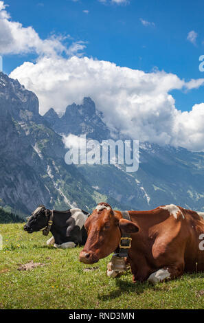 Rinderbestand im Grasland hoch über Grindelwald mit Eiger Nordwand im Hintergrund, Jungfrauregion, Berner Oberland, Schweiz Stockfoto