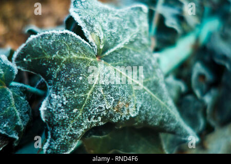 Gefrorene Ivy leaf Stockfoto
