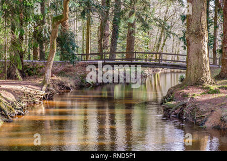 New Forest, Blackwater Bridge, das rhinefield Zierpflanzen Drive, Brockenhurst, Großbritannien. Stockfoto