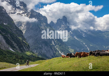 Rinderbestand im Grasland hoch über Grindelwald mit Eiger Nordwand im Hintergrund, Jungfrauregion, Berner Oberland, Schweiz Stockfoto