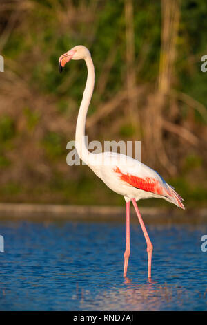 Mehr Flamingo (Phoenicopterus Roseus), Seitenansicht eines Erwachsenen stehen in einem Sumpf Stockfoto