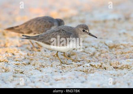 Temminck's Stint (Calidris temminckii), Seitenansicht eines Erwachsenen im Winter Gefieder in Oman Stockfoto