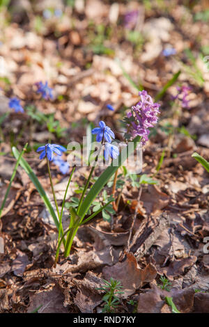 Nahaufnahme von scilla siberica als sibirische blausterne oder Holz blausterne blühen im Frühjahr Wald bekannt. Kleine blaue Blumen blühen in Wald am Frühling tim Stockfoto