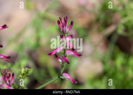 Fumaria sp. Fumitive Pflanze in Blume Stockfoto