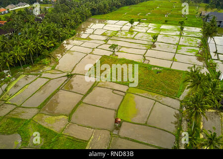 Tropische Landschaft von nassen Reisfelder in Ubud auf Bali Stockfoto