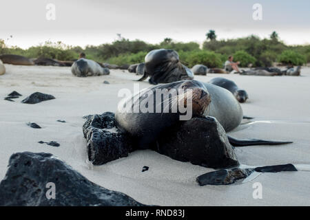 Eine Galapagos sea lion ruht auf einem Felsen, die von anderen Seelöwen mit Touristen im Hintergrund umgeben Stockfoto