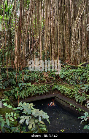 Outdoor Teich mit Koi Fische in Affen Wald auf Bali Stockfoto