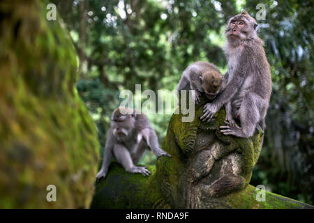 Familie von makaken in Affen Wald ruht auf Bali Stockfoto