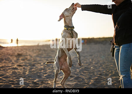 Lustig Hund am Strand. Stockfoto