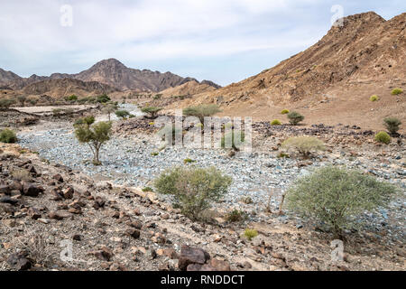 Trockenes Flussbett im Hajar-Gebirge Stockfoto