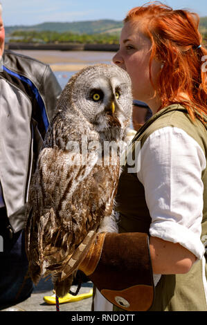 Falkner mit eine große graue Eule lateinische Name Strix Nebulosa in Wales Stockfoto