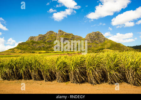 Helle Landschaft von Zuckerrohr Felder in der Nähe der Bergen auf Mauritius Stockfoto