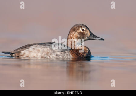 Weibchen von Gemeinsamen pochard (Aythya ferina), schöne Vogel aus Seen und Teiche, Tschechische Republik Stockfoto