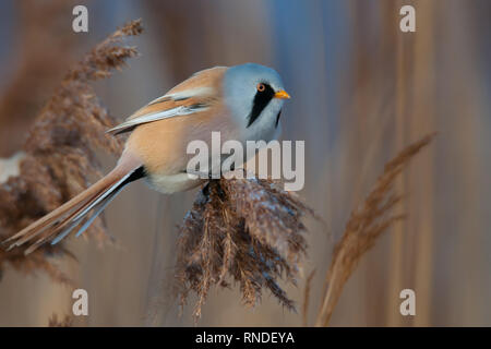 Bärtige bartmeise (Panurus biarmicus), schöner Vogel aus dem Schilf, Bezirk Ústí nad Labem, Tschechische Republik Stockfoto