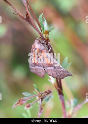 Die bunten noctuidae Herald moth Scoliopteryx libatrix Sitzen auf einem Zweig Stockfoto