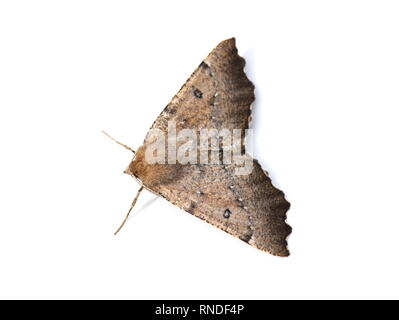 Die scalloped Hazel motte Odontopera bidentata auf weißem Hintergrund Stockfoto