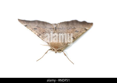 Die scalloped Hazel motte Odontopera bidentata auf weißem Hintergrund Stockfoto