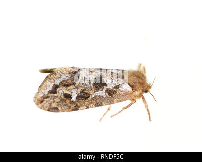 Die Karte - winged swift Motte Pharmacis fusconebulosa auf weißem Hintergrund Stockfoto