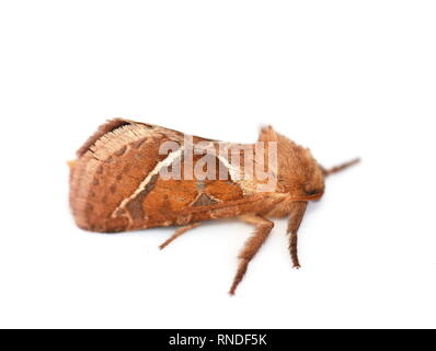 Die orange swift Motte Triodia sylvina auf weißem Hintergrund Stockfoto