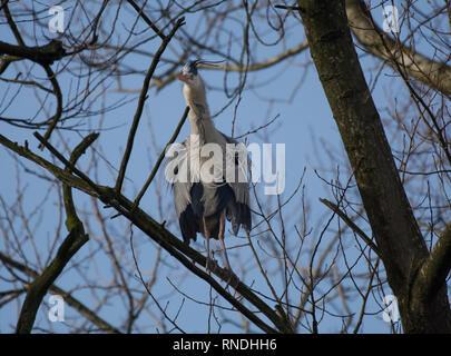 Graureiher Ardea cinerea, im Baum, Stanley Park, Blackpool, Großbritannien Stockfoto