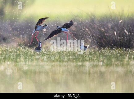 Wilde Vögel zwischen Spritzer in der Nähe von Wasser bei sonnigem Wetter in Belena Lagune, Guadalajara, Spanien spielen Stockfoto