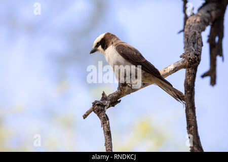 Southern White - gekrönte Shrike (Eurocephalus anguitimens) Stockfoto