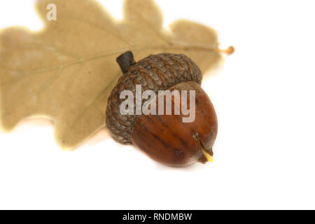 Getrocknete acorn mit Eichenlaub auf Weiß isoliert bis Stockfoto