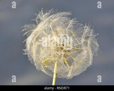 Blowball aus einem Ziegen Bart anlage Tragopogon pratensis gegen den grauen Himmel Stockfoto