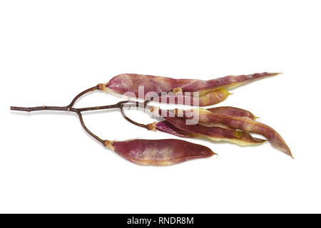Samen von der sehr giftigen Golden Chain tree Laburnum anagyroides, auf weißem Hintergrund Stockfoto
