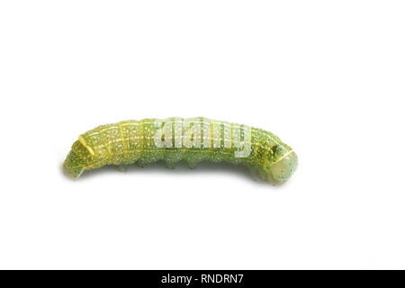 Caterpillar der Gemeinsamen Quaker Orthosia cerasi Motte auf weißem Hintergrund Stockfoto