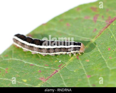 Caterpillar Der Besen Motte Melanchra pisi auf einem Blatt Stockfoto