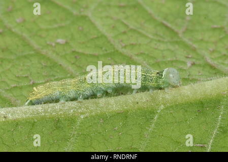 Caterpillar der Gemeinsamen Quaker Orthosia cerasi getrübt graubraune Nachtfalter auf einem Blatt Stockfoto