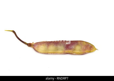 Samen von der sehr giftigen Golden Chain tree Laburnum anagyroides, auf weißem Hintergrund Stockfoto